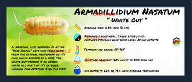 Armadillidium Nasatum White Out Isopod Bin Label